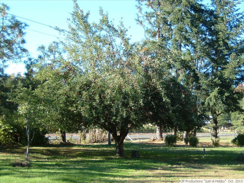 Oct. 3: My dad's apple trees