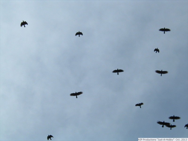 Oct. 8: Crows???