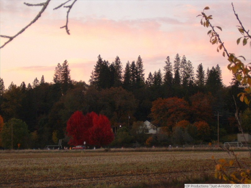 Oct. 11:  Oregon-evening-maples