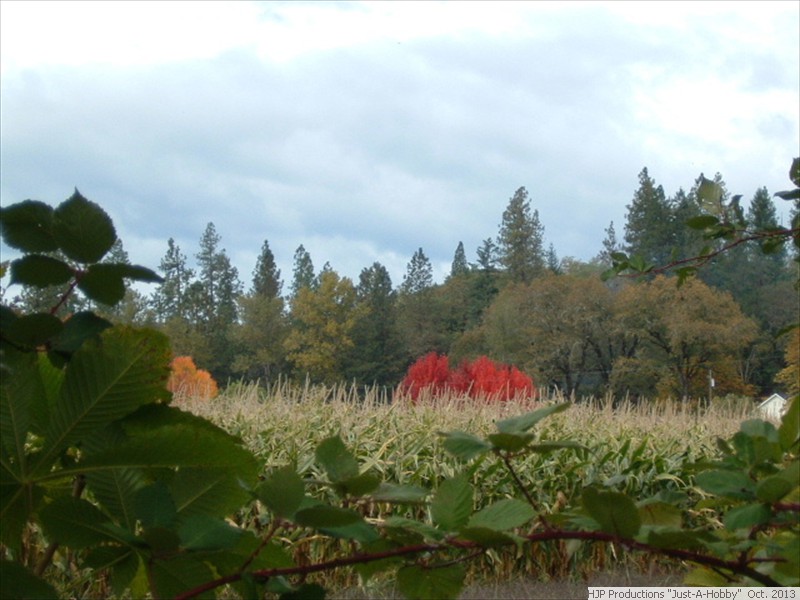 Oct. 8: Autumn-blaze-red-maples