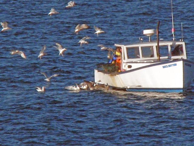 Lobster fisherman